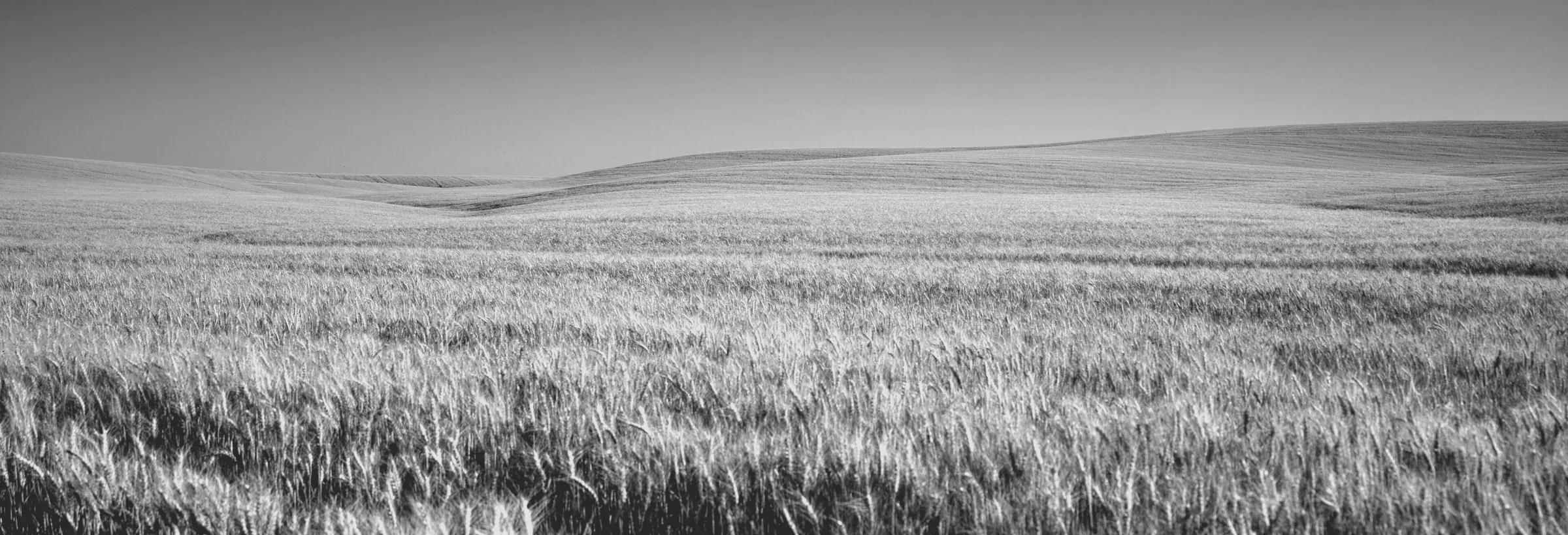 Wheat fields rolling to the horizon in Kansas